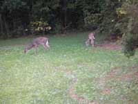 Still in 45 day drought (Crabapple Hunt Club, Hancock Cty Ga.)